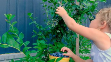 Çocuk ellerinde yabanmersini hasadı. Seçici odaklanma. Doğa.