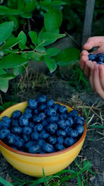 Yabanmersini hasadı bir çiftçinin elinde. Seçici odaklanma. yiyecek,