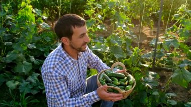 Bir çiftçi ve bir çocuk salatalık hasadı yapıyorlar. Seçici odaklanma. yiyecek.