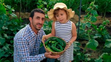 Bir çiftçi ve bir çocuk salatalık hasadı yapıyorlar. Seçici odaklanma. yiyecek.