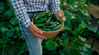 Bir çiftçi ve bir çocuk salatalık hasadı yapıyorlar. Seçici odaklanma. yiyecek.