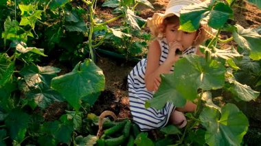 Bahçede salatalık hasadı olan bir çocuk. Seçici odaklanma. çocuk.