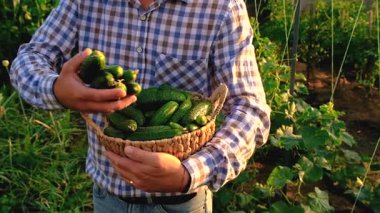 Bir çiftçi elinde salatalık hasadı tutuyor. Seçici odaklanma. yiyecek.