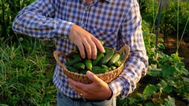 Bir çiftçi elinde salatalık hasadı tutuyor. Seçici odaklanma. yiyecek.