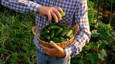 Bir çiftçi elinde salatalık hasadı tutuyor. Seçici odaklanma. yiyecek.