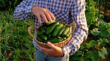Bir çiftçi elinde salatalık hasadı tutuyor. Seçici odaklanma. yiyecek.