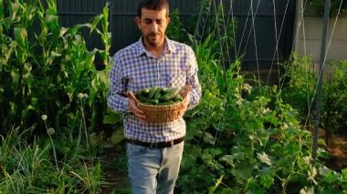 Bir çiftçi elinde salatalık hasadı tutuyor. Seçici odaklanma. yiyecek.