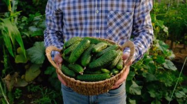 Bir çiftçi elinde salatalık hasadı tutuyor. Seçici odaklanma. yiyecek.