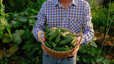 Bir çiftçi elinde salatalık hasadı tutuyor. Seçici odaklanma. yiyecek.