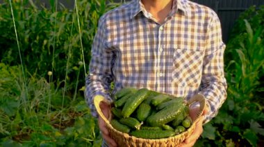 Bir çiftçi elinde salatalık hasadı tutuyor. Seçici odaklanma. yiyecek.