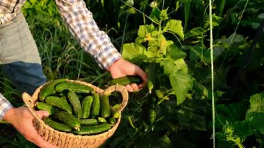 Bir çiftçi ve bir çocuk salatalık hasadı yapıyorlar. Seçici odaklanma. yiyecek.