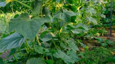 Bahçede salatalık hasadı. Seçici odaklanma. yiyecek.