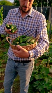 Bir çiftçi elinde salatalık hasadı tutuyor. Seçici odaklanma. yiyecek.