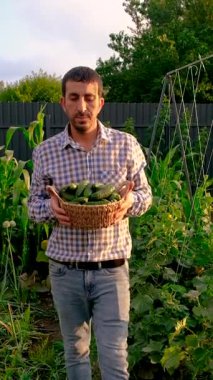 Bir çiftçi elinde salatalık hasadı tutuyor. Seçici odaklanma. yiyecek.