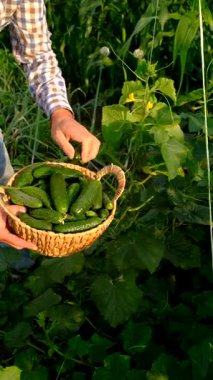 Bir çiftçi elinde salatalık hasadı tutuyor. Seçici odaklanma. yiyecek.