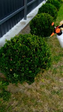 Bahçeye boxwood sıkıyorum. Seçici odaklanma. Doğa.