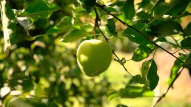 An apple on a tree in an orchard. Selective focus. Nature.