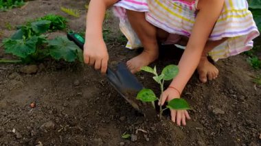 Bir çocuk bahçeye bir ağaç diker. Seçici odaklanma. Çocuk.