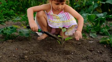 Bir çocuk bahçeye bir ağaç diker. Seçici odaklanma. Çocuk.