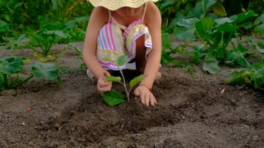 Bir çocuk bahçeye bir ağaç diker. Seçici odaklanma. Çocuk.