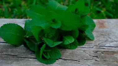 Peppermint essential oil in the garden. Selective focus. nature.