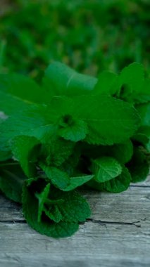 Peppermint essential oil in the garden. Selective focus. nature.