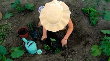 Bir çocuk bahçeye çilek eker. Seçici odaklanma. Çocuk.