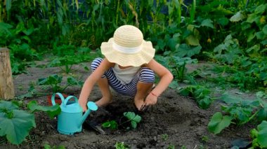 Bir çocuk bahçeye çilek eker. Seçici odaklanma. Çocuk.