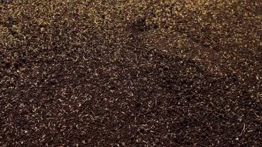 Seeding lawn grass in the garden. Selective focus. Nature.