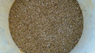 Seeding lawn grass in the garden. Selective focus. Nature.