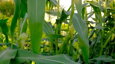 Corn growing in the garden. Selective focus. nature.