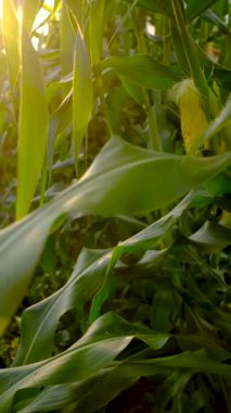 Corn growing in the garden. Selective focus. nature.