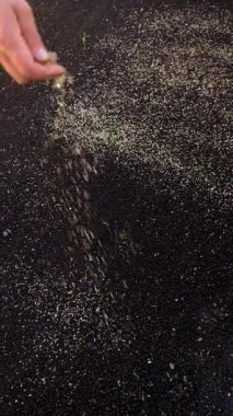 Seeding lawn grass in the garden. Selective focus. Nature.