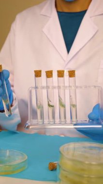 Petri kabı laboratuarında araştırma. Seçici odaklanma. İlaç..