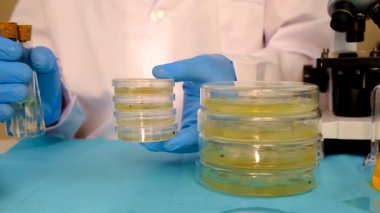 Petri kabı laboratuarında araştırma. Seçici odaklanma. İlaç..