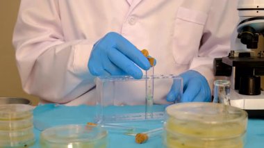 Petri kabı laboratuarında araştırma. Seçici odaklanma. İlaç..