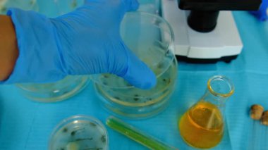 Petri kabı laboratuarında araştırma. Seçici odaklanma. İlaç..