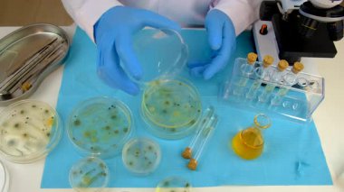 Petri kabı laboratuarında araştırma. Seçici odaklanma. İlaç..