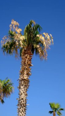 Güzel palmiye yaprakları arka plan. Seçici odaklanma. Doğa.