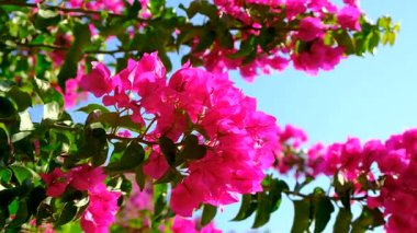Bougainvillea çiçekleri güzel çiçek açar. Seçici odaklanma. Doğa.