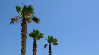 Güzel palmiye yaprakları arka plan. Seçici odaklanma. Doğa.