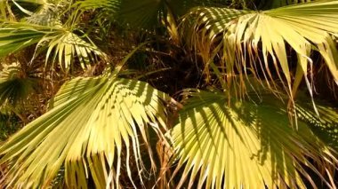 Güzel palmiye yaprakları arka plan. Seçici odaklanma. Doğa.