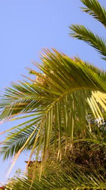 Güzel palmiye yaprakları arka plan. Seçici odaklanma. Doğa.