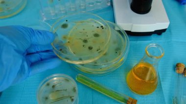 Petri kabı laboratuarında araştırma. Seçici odaklanma. İlaç..