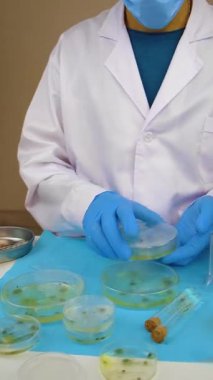 Petri kabı laboratuarında araştırma. Seçici odaklanma. İlaç..