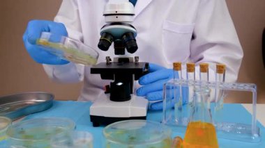 Petri kabı laboratuarında araştırma. Seçici odaklanma. İlaç..