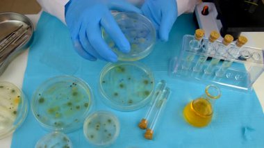 Petri kabı laboratuarında araştırma. Seçici odaklanma. İlaç..