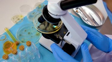 Petri kabı laboratuarında araştırma. Seçici odaklanma. İlaç..