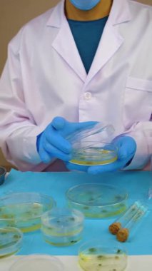 Petri kabı laboratuarında araştırma. Seçici odaklanma. İlaç..