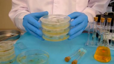 Petri kabı laboratuarında araştırma. Seçici odaklanma. İlaç..